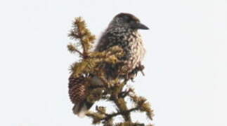 Spotted Nutcracker