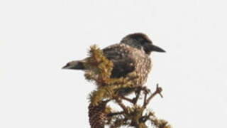 Spotted Nutcracker