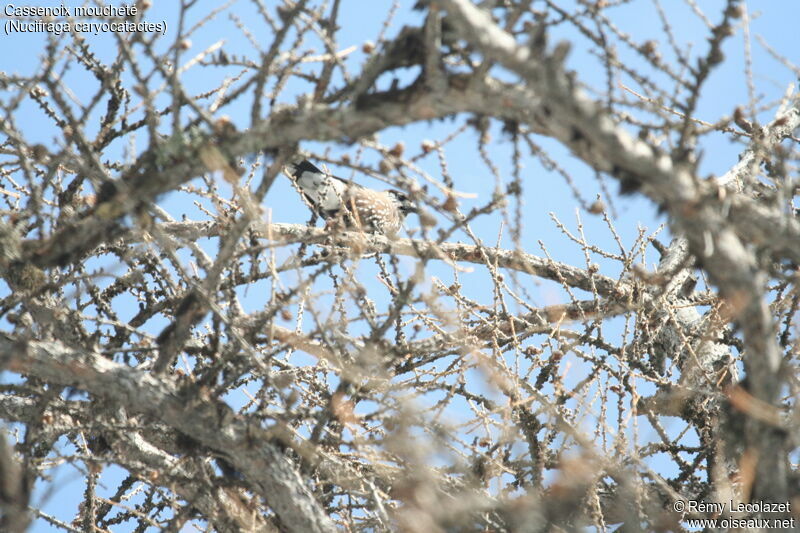 Spotted Nutcracker