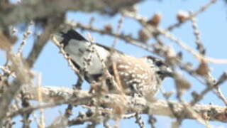 Spotted Nutcracker