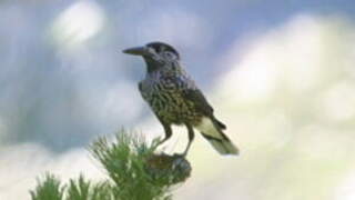 Spotted Nutcracker