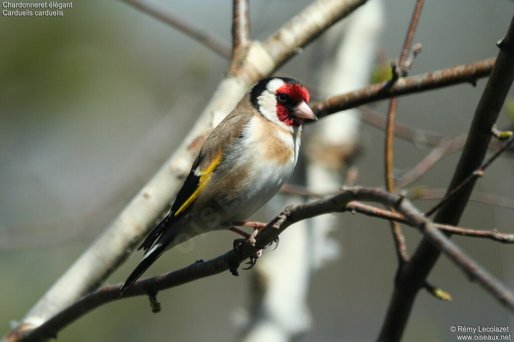 European Goldfinch