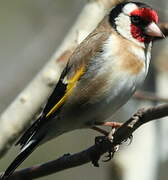 Chardonneret élégant
