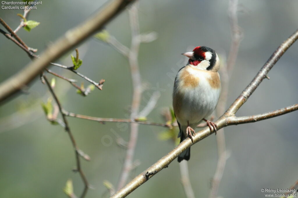 European Goldfinchadult breeding