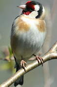 Chardonneret élégant