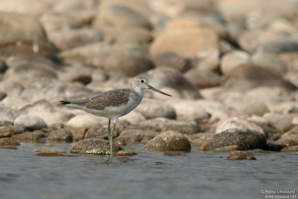 Common Greenshank