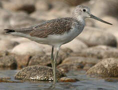 Common Greenshank