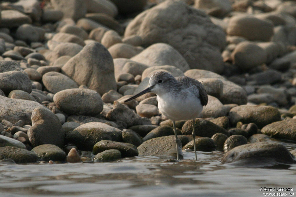 Common Greenshank