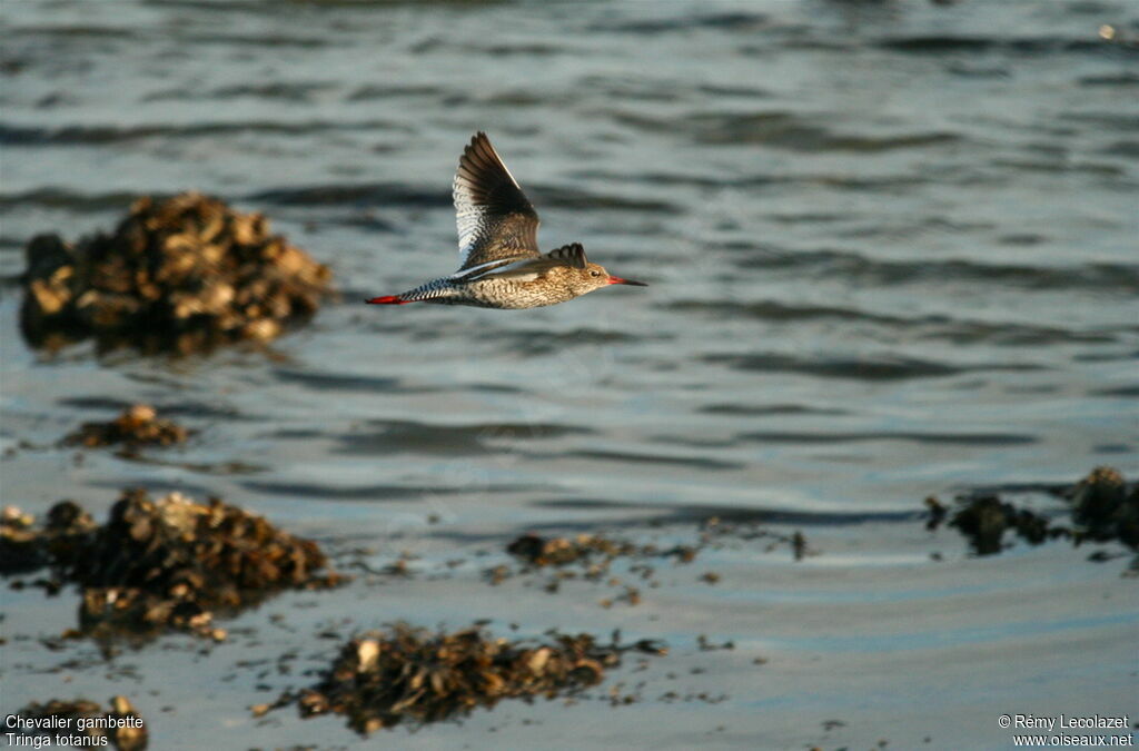 Common Redshank