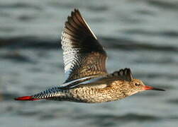 Common Redshank