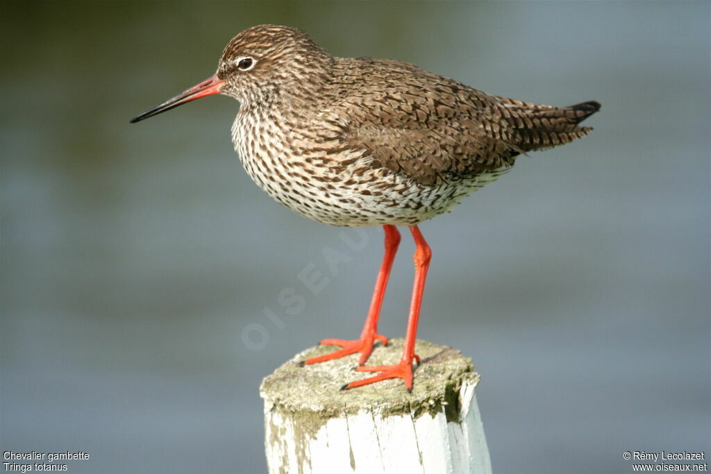 Common Redshank