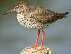 Common Redshank