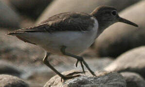 Common Sandpiper