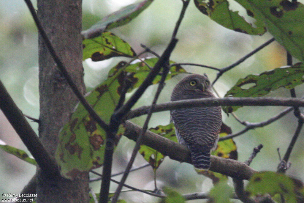 Jungle Owlet