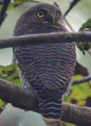 Jungle Owlet