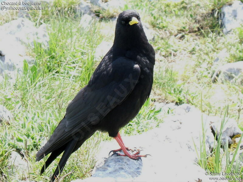 Alpine Chough