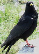 Alpine Chough