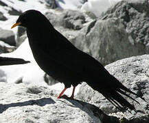 Alpine Chough