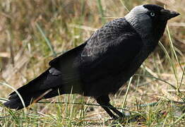 Western Jackdaw