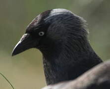 Western Jackdaw