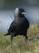 Western Jackdaw