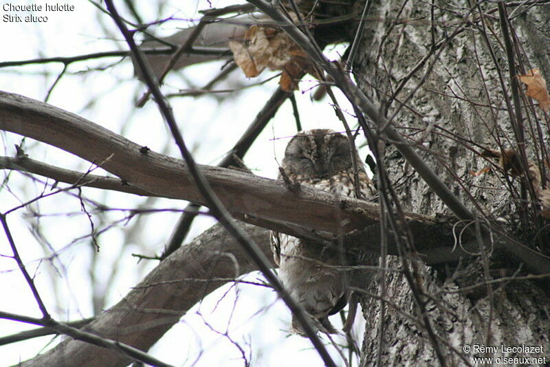 Tawny Owl