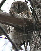 Tawny Owl