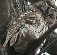 Tawny Owl