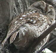 Tawny Owl