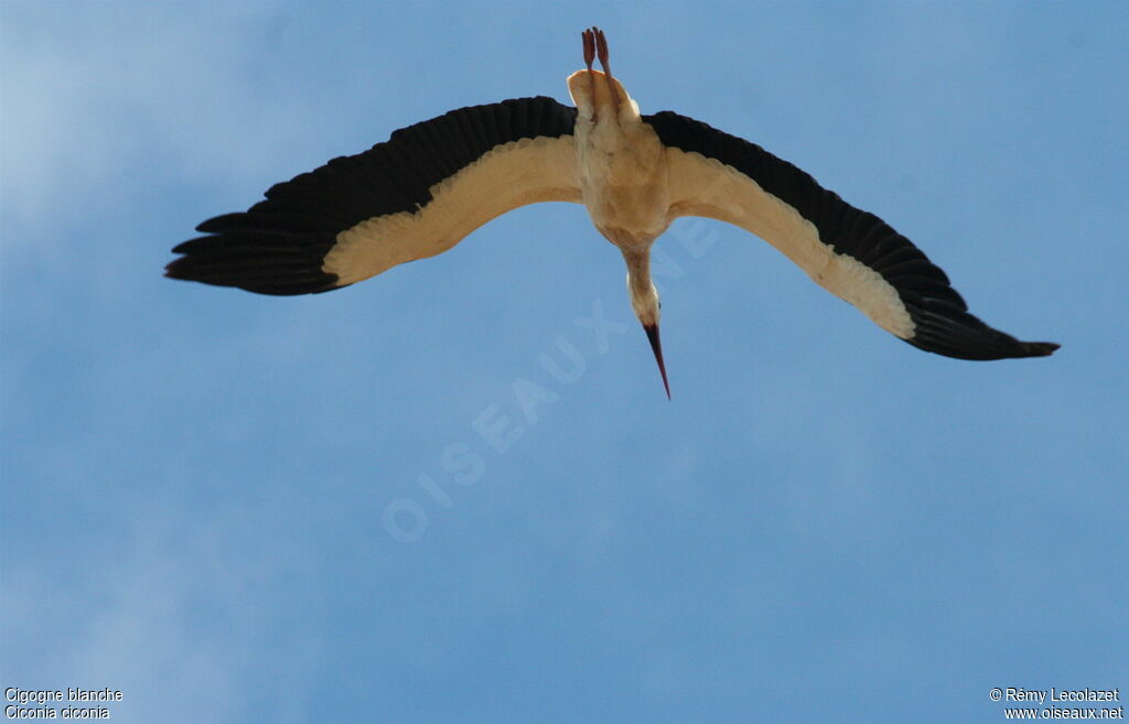 White Stork