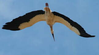 White Stork