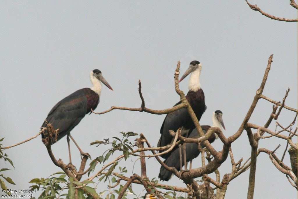 Asian Woolly-necked Stork