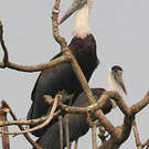 Cigogne épiscopale