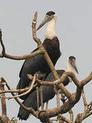 Asian Woolly-necked Stork