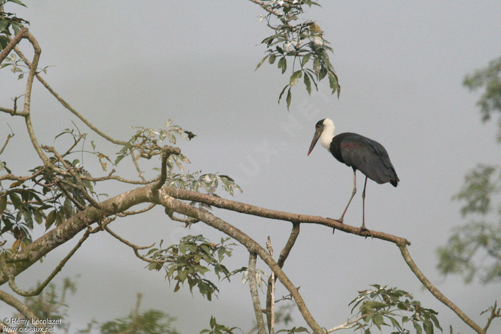 Woolly-necked Stork