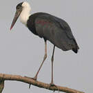 Cigogne épiscopale