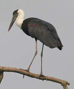 Asian Woolly-necked Stork