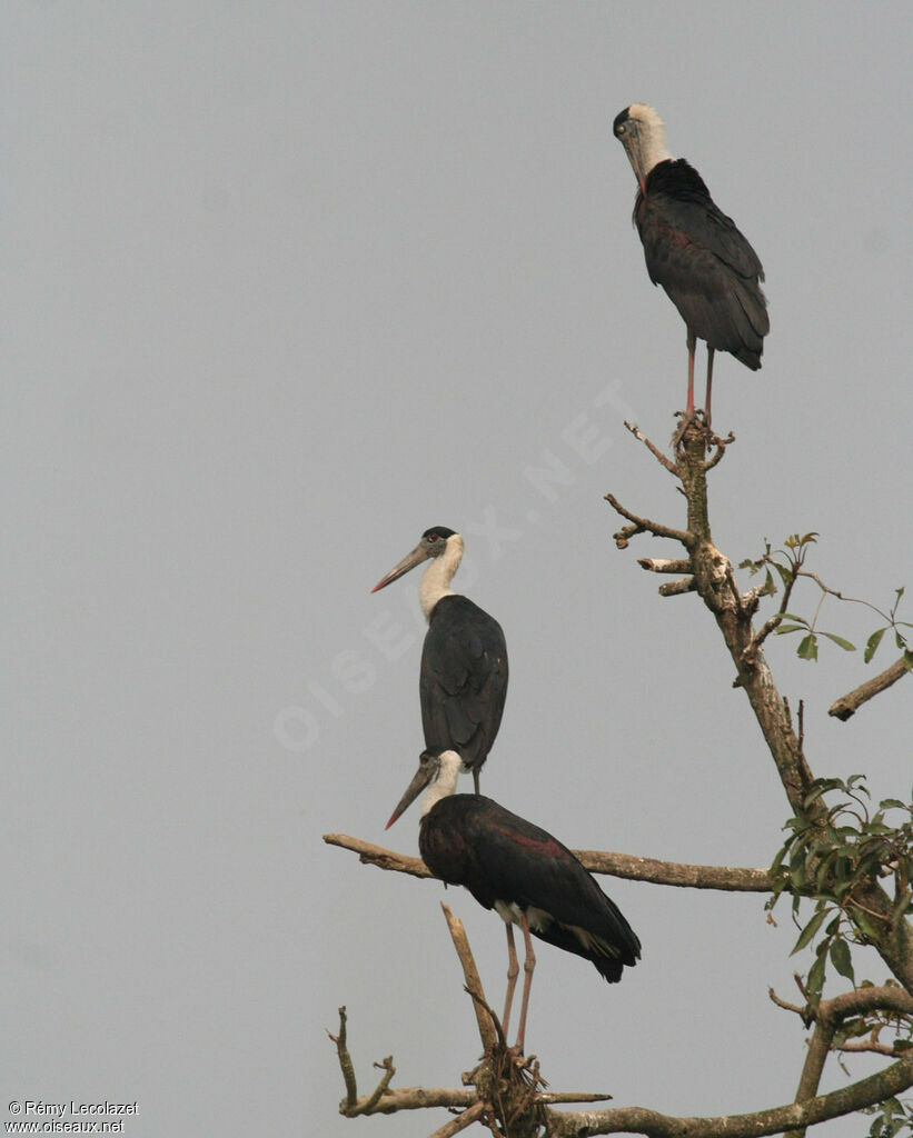 Woolly-necked Stork