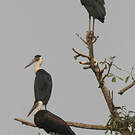 Cigogne épiscopale