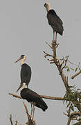 Asian Woolly-necked Stork