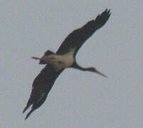 Black Stork