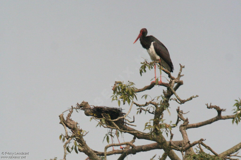 Cigogne noire