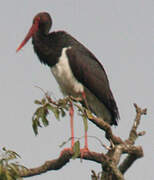 Black Stork