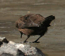 Brown Dipper