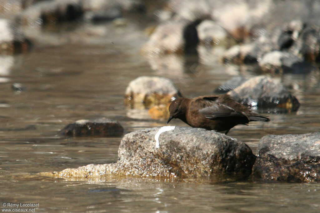 Brown Dipper