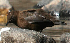 Brown Dipper