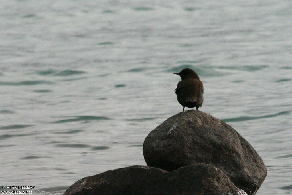 Brown Dipper