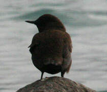 Brown Dipper