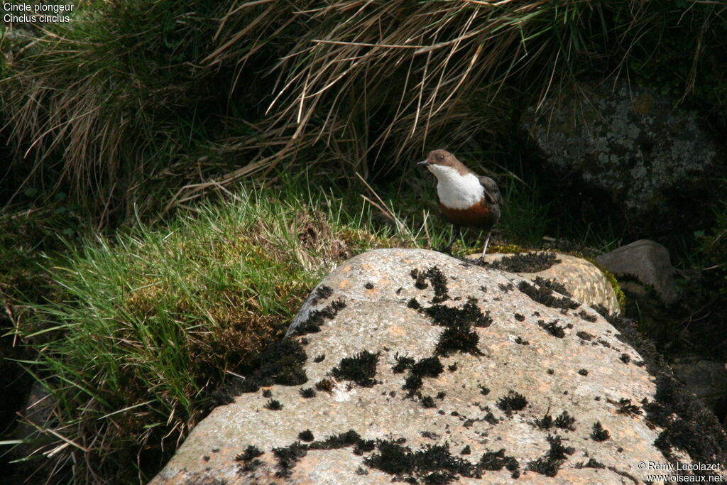 White-throated Dipperadult breeding