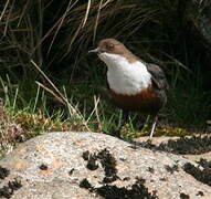 White-throated Dipper